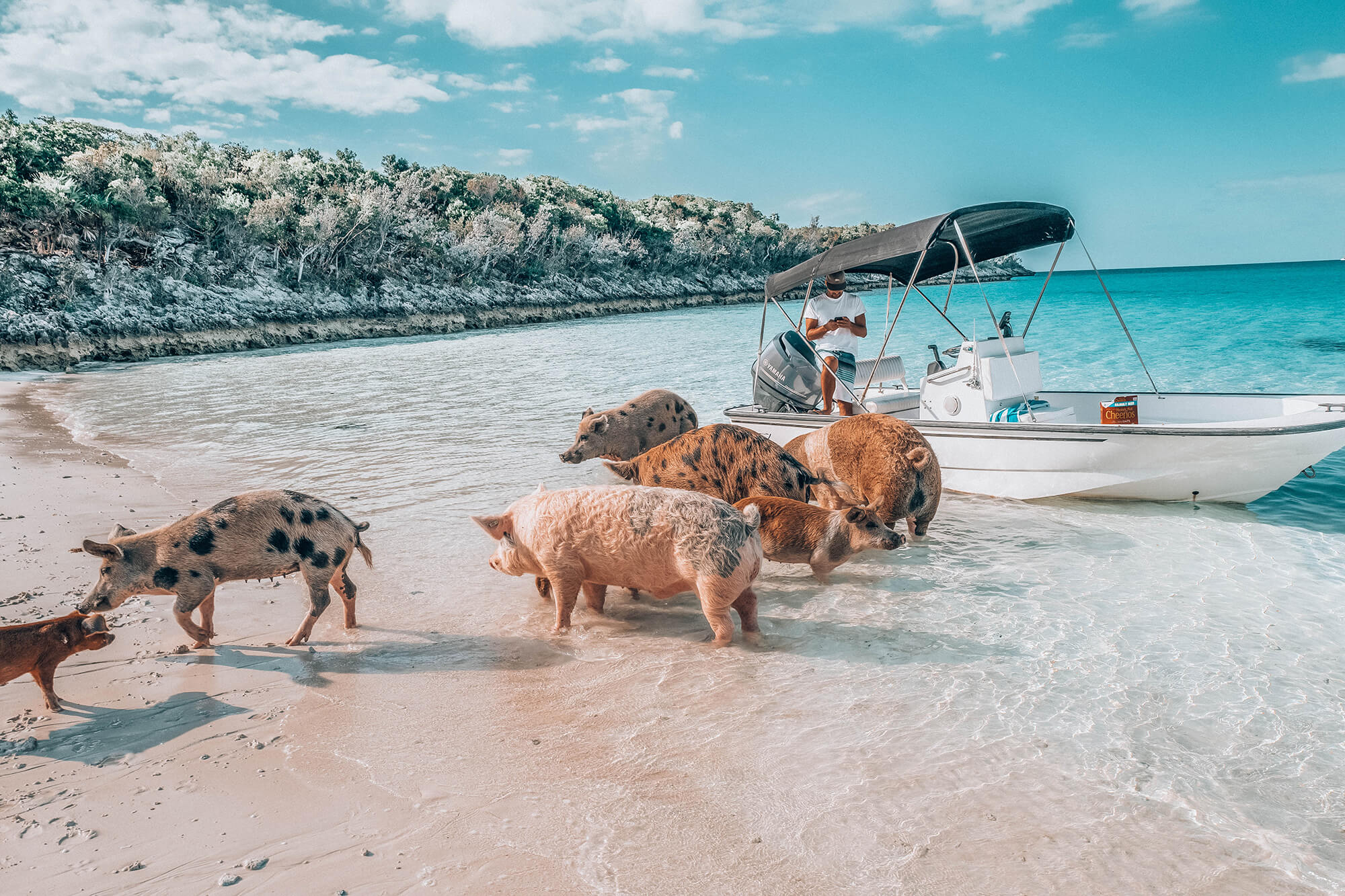 pig island Bahamas